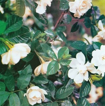 El toque ideal El toque ideal