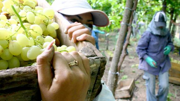 Preparan una batería de créditos para el agro Preparan una batería de créditos para el agro