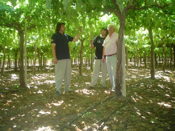 Moño Azul se instala en San Juan para comercializar uva de mesa Moño Azul se instala en San Juan para comercializar uva de mesa