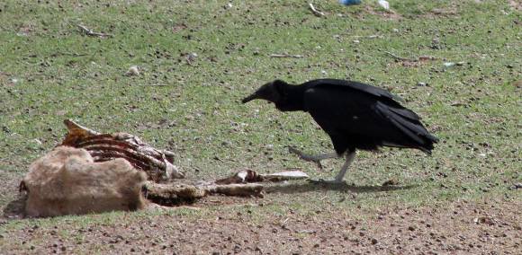 Cementerio de cabras Cementerio de cabras