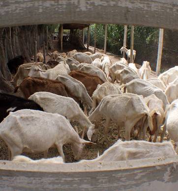 Van a repartir las cabras moribundas a los vecinos Van a repartir las cabras moribundas a los vecinos