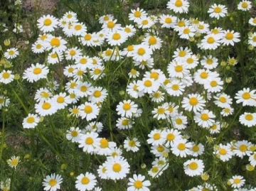 Ventajas de las hierbas mecinales Ventajas de las hierbas mecinales