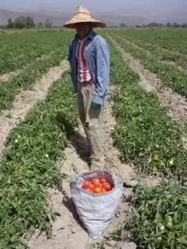 Jáchal diversifica pero sufre por falta de agua de riego Jáchal diversifica pero sufre por falta de agua de riego