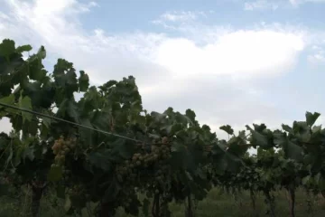 Madura “El Niño” y causa cada vez más problemas al campo Madura “El Niño” y causa cada vez más problemas al campo