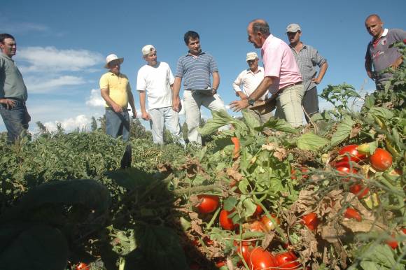 Productores tomateros apuestan a elevar rindes frente a bajos precios Productores tomateros apuestan a elevar rindes frente a bajos precios
