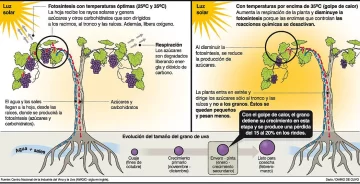 Las olas de calor reducen el peso de los racimos de la uva Las olas de calor reducen el peso de los racimos de la uva