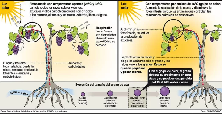 Las olas de calor reducen el peso de los racimos de la uva Las olas de calor reducen el peso de los racimos de la uva
