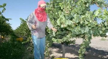 Golondrinas: No habrá acuerdo esta temporada Golondrinas: No habrá acuerdo esta temporada
