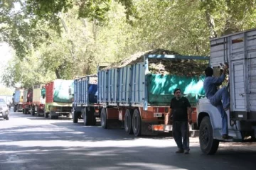 El precio de la uva subió un 50% en poco más de un mes El precio de la uva subió un 50% en poco más de un mes