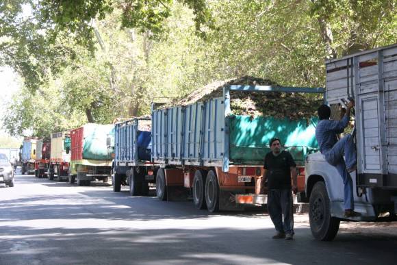 El precio de la uva subió un 50% en poco más de un mes El precio de la uva subió un 50% en poco más de un mes