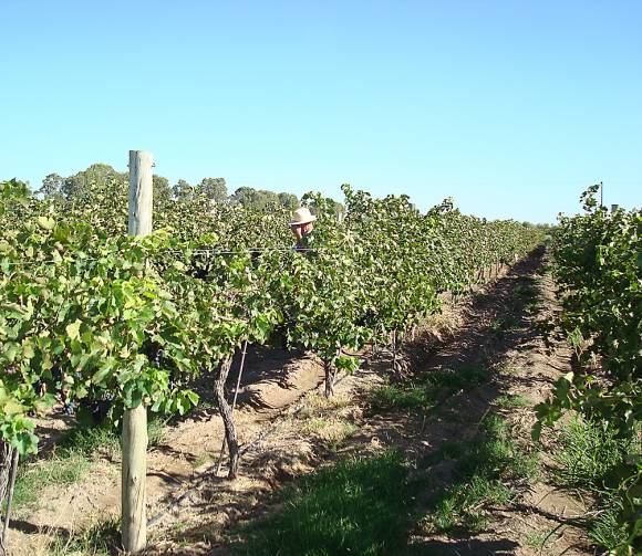 San Juan, lejos de Mendoza al integrar a los viñateros San Juan, lejos de Mendoza al integrar a los viñateros