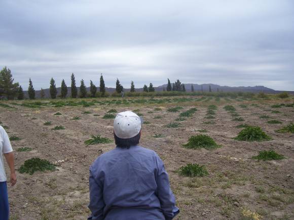 Alcaparras jachalleras Alcaparras jachalleras