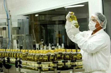 La cosecha de aceituna aceitera comienza el lunes con mermas La cosecha de aceituna aceitera comienza el lunes con mermas