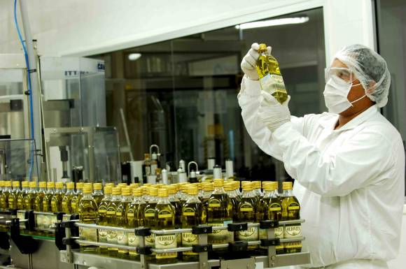 La cosecha de aceituna aceitera comienza el lunes con mermas La cosecha de aceituna aceitera comienza el lunes con mermas