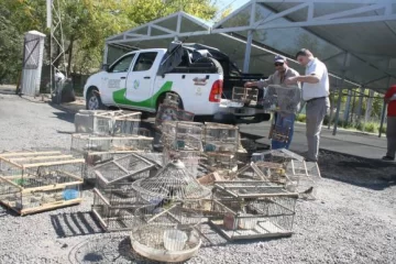 Secuestraron 35 pájaros exóticos Secuestraron 35 pájaros exóticos
