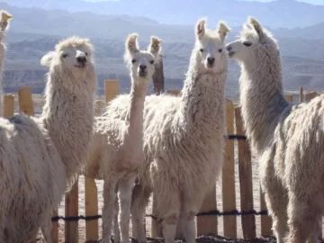 Avances sobre la clasificación de fibra de llama en San Juan Avances sobre la clasificación de fibra de llama en San Juan