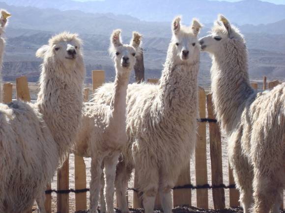 Avances sobre la clasificación de fibra de llama en San Juan Avances sobre la clasificación de fibra de llama en San Juan