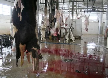 Quieren construir un nuevo matadero para exportación Quieren construir un nuevo matadero para exportación