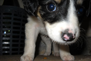 Los lectores mostraron sus mascotas en la web Los lectores mostraron sus mascotas en la web