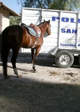 Reflotan mudanza de la Policía Montada Reflotan mudanza de la Policía Montada