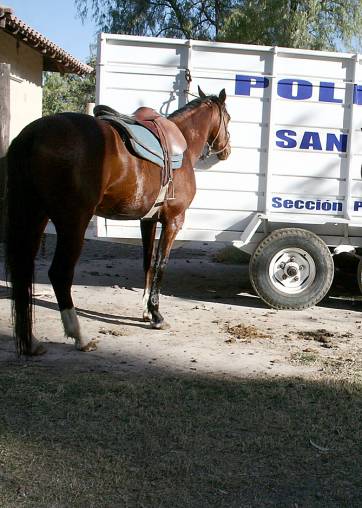 Reflotan mudanza de la Policía Montada Reflotan mudanza de la Policía Montada