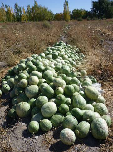 Alcayotas iglesianas Alcayotas iglesianas