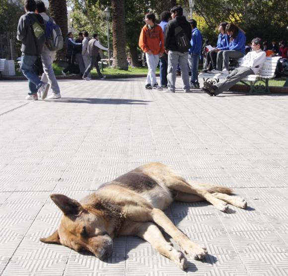 Por miedo y falta de organización, fracasó la chupina nacida en Facebook Por miedo y falta de organización, fracasó la chupina nacida en Facebook