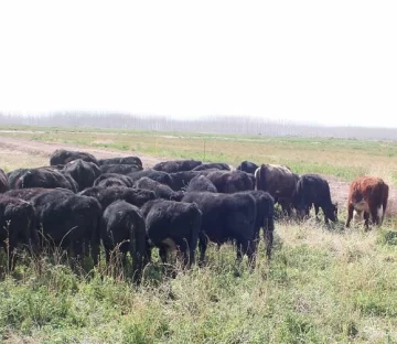 Fuerte apuesta a la cría de vacunos Fuerte apuesta a la cría de vacunos