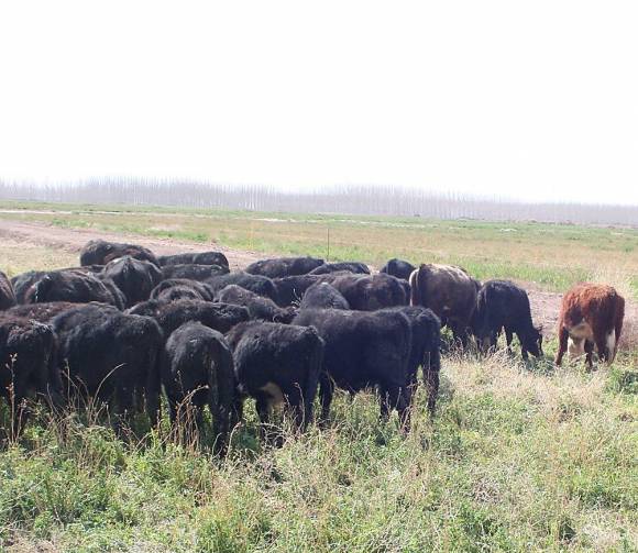 Fuerte apuesta a la cría de vacunos Fuerte apuesta a la cría de vacunos
