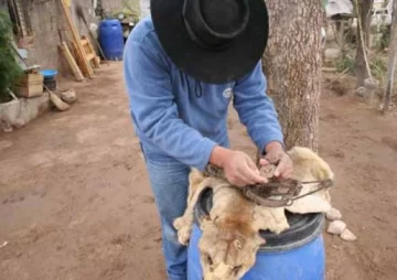 Estudiarán si permiten la cacería de los pumas Estudiarán si permiten la cacería de los pumas