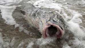 Golfo de México: no pueden detener el derrame de crudo Golfo de México: no pueden detener el derrame de crudo