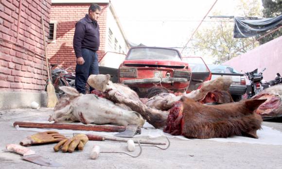 Roban, faenan y caen presos con el botín Roban, faenan y caen presos con el botín