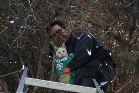 Rescatan un gato a unos 23 metros Rescatan un gato a unos 23 metros