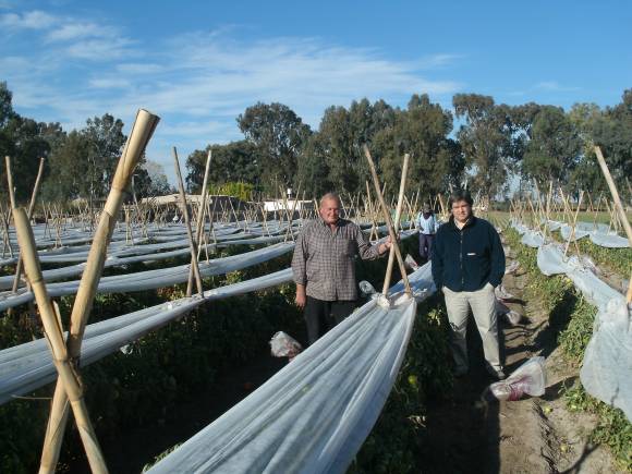 Chacareros comienzan a usar con éxito mantas antiheladas Chacareros comienzan a usar con éxito mantas antiheladas