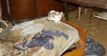 Ex directora: la internarán en un geriátrico privado Ex directora: la internarán en un geriátrico privado