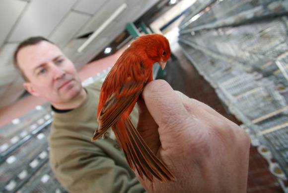 En busca del pájaro más pintón En busca del pájaro más pintón