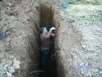 Crecimiento radicular en vid Crecimiento radicular en vid