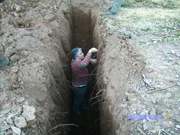 Crecimiento radicular en vid Crecimiento radicular en vid