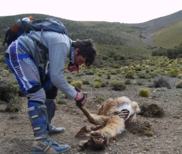 Escándalo: es hermano del director de Fauna y cazador de guanacos Escándalo: es hermano del director de Fauna y cazador de guanacos