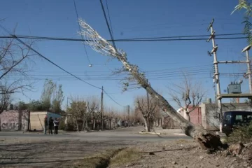 El álamo de la alarma El álamo de la alarma