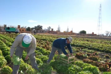Las chacras sanjuaninas pierden la batalla contra el auge urbano Las chacras sanjuaninas pierden la batalla contra el auge urbano
