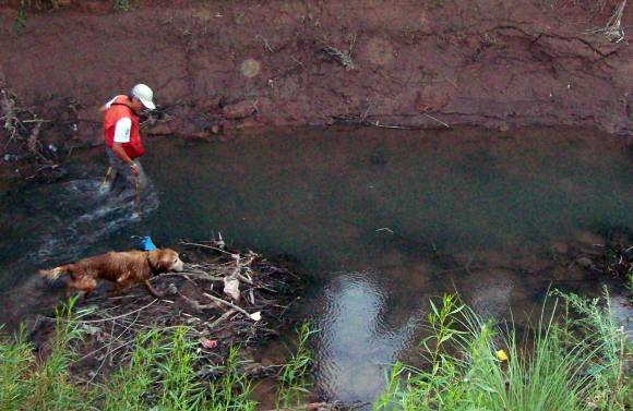 Perros que buscan gente Perros que buscan gente