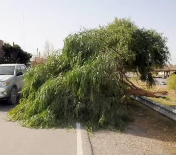Versiones encontradas sobre los árboles caídos en la Circunvalación Versiones encontradas sobre los árboles caídos en la Circunvalación