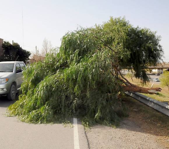 Versiones encontradas sobre los árboles caídos en la Circunvalación Versiones encontradas sobre los árboles caídos en la Circunvalación