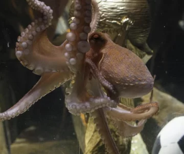 El pulpo se jubila, en la cima del estrellato El pulpo se jubila, en la cima del estrellato