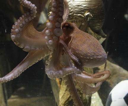 El pulpo se jubila, en la cima del estrellato El pulpo se jubila, en la cima del estrellato