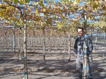 Una ley promueve la fruticultura y lucha contra la mosca Una ley promueve la fruticultura y lucha contra la mosca