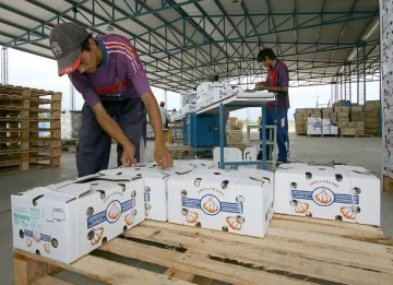 Se viene el “Made in” Pocito para 5 productos agrícolas Se viene el “Made in” Pocito para 5 productos agrícolas