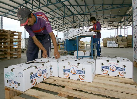 Se viene el “Made in” Pocito para 5 productos agrícolas Se viene el “Made in” Pocito para 5 productos agrícolas