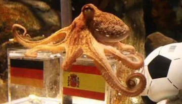 Expectativa por el pronóstico del pulpo sobre la final Expectativa por el pronóstico del pulpo sobre la final